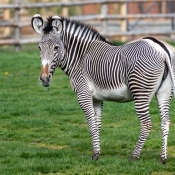 ZEBRA GRÉVYHO